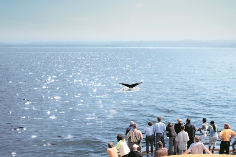 Whale watching with Saga